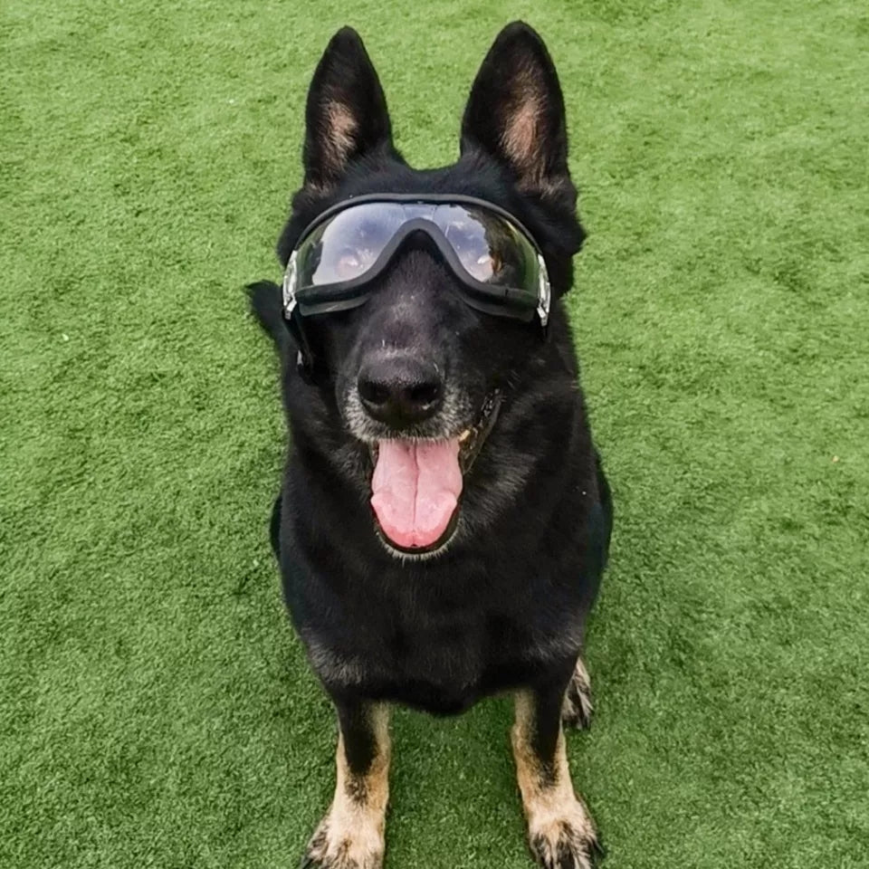 Gafa mascota